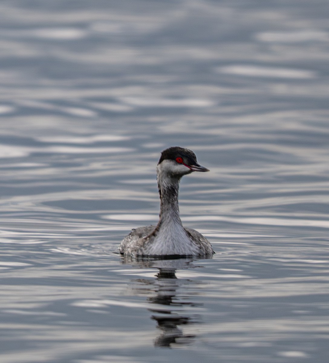 Красношейная поганка - ML647659529