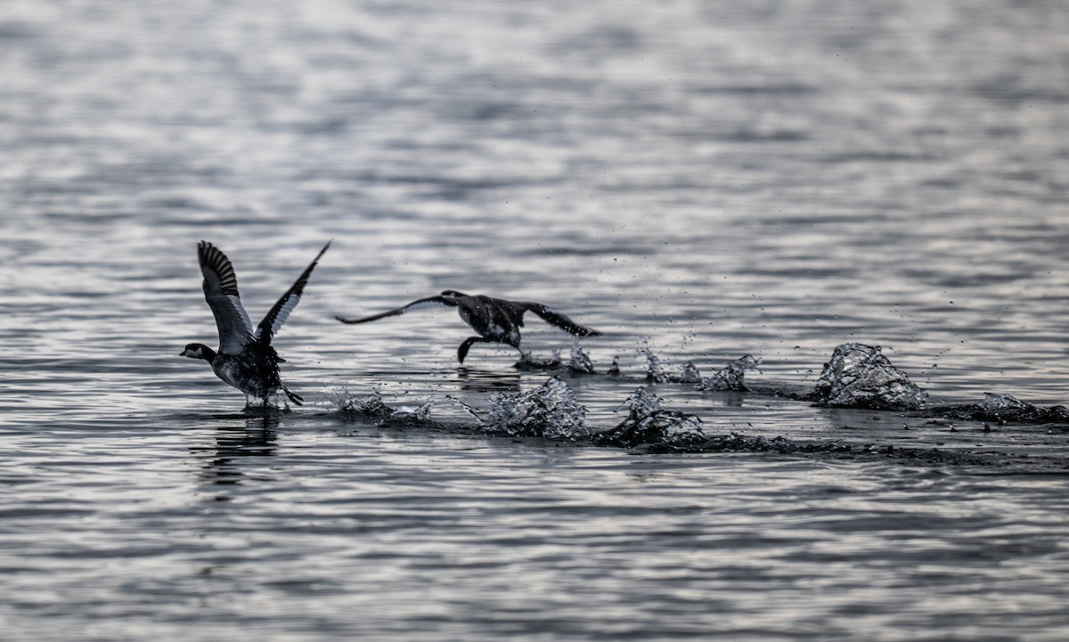 Красношейная поганка - ML647659530