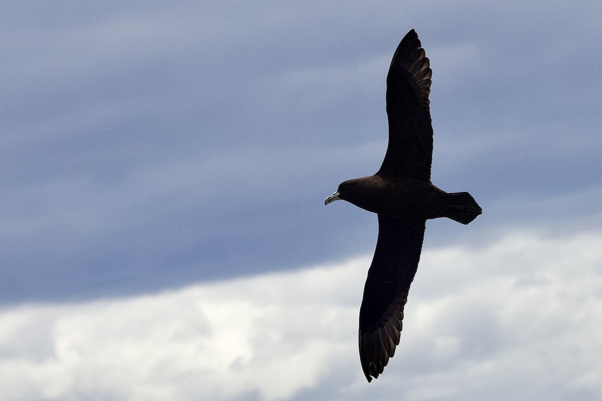 White-chinned Petrel - ML647659531