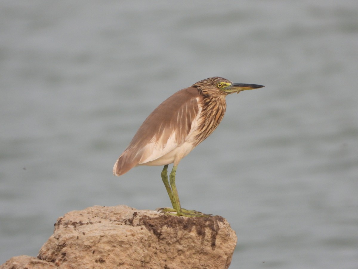 Garcilla India - ML647659533