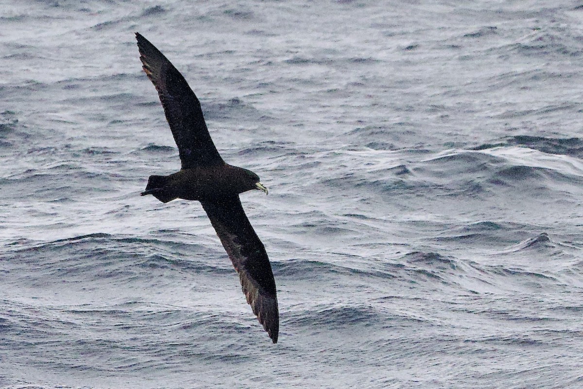 White-chinned Petrel - ML647659536