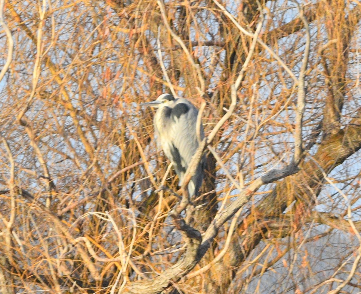 Great Blue Heron - ML647659545