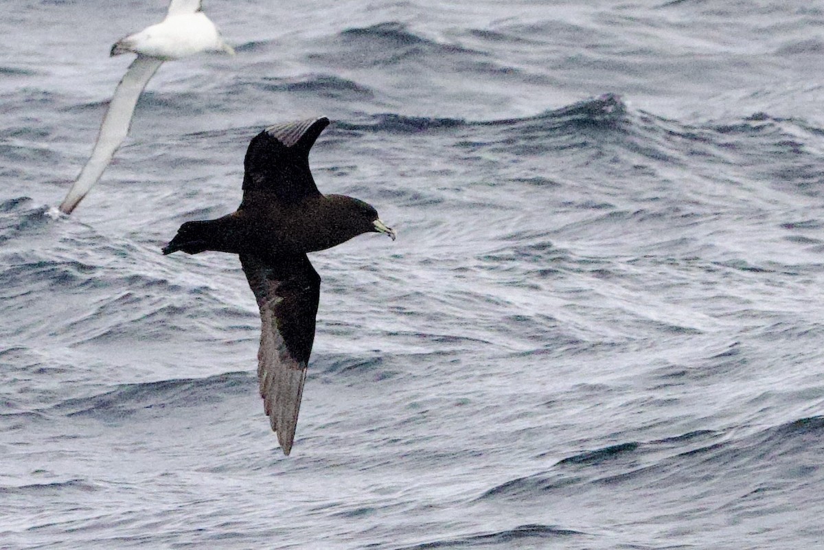 White-chinned Petrel - ML647659546