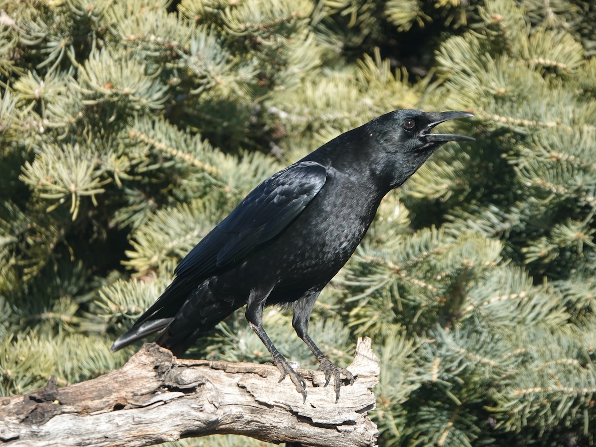 American Crow - ML647659554