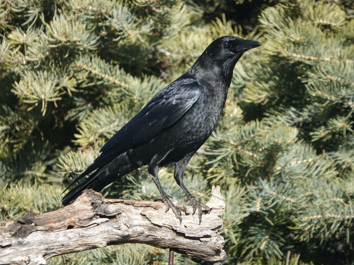 American Crow - ML647659555