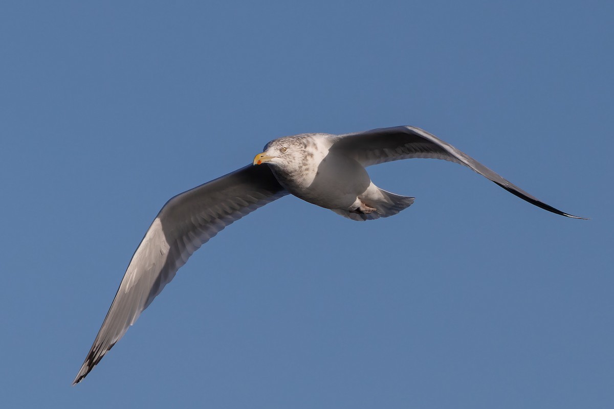 Kanadamöwe - ML647659558