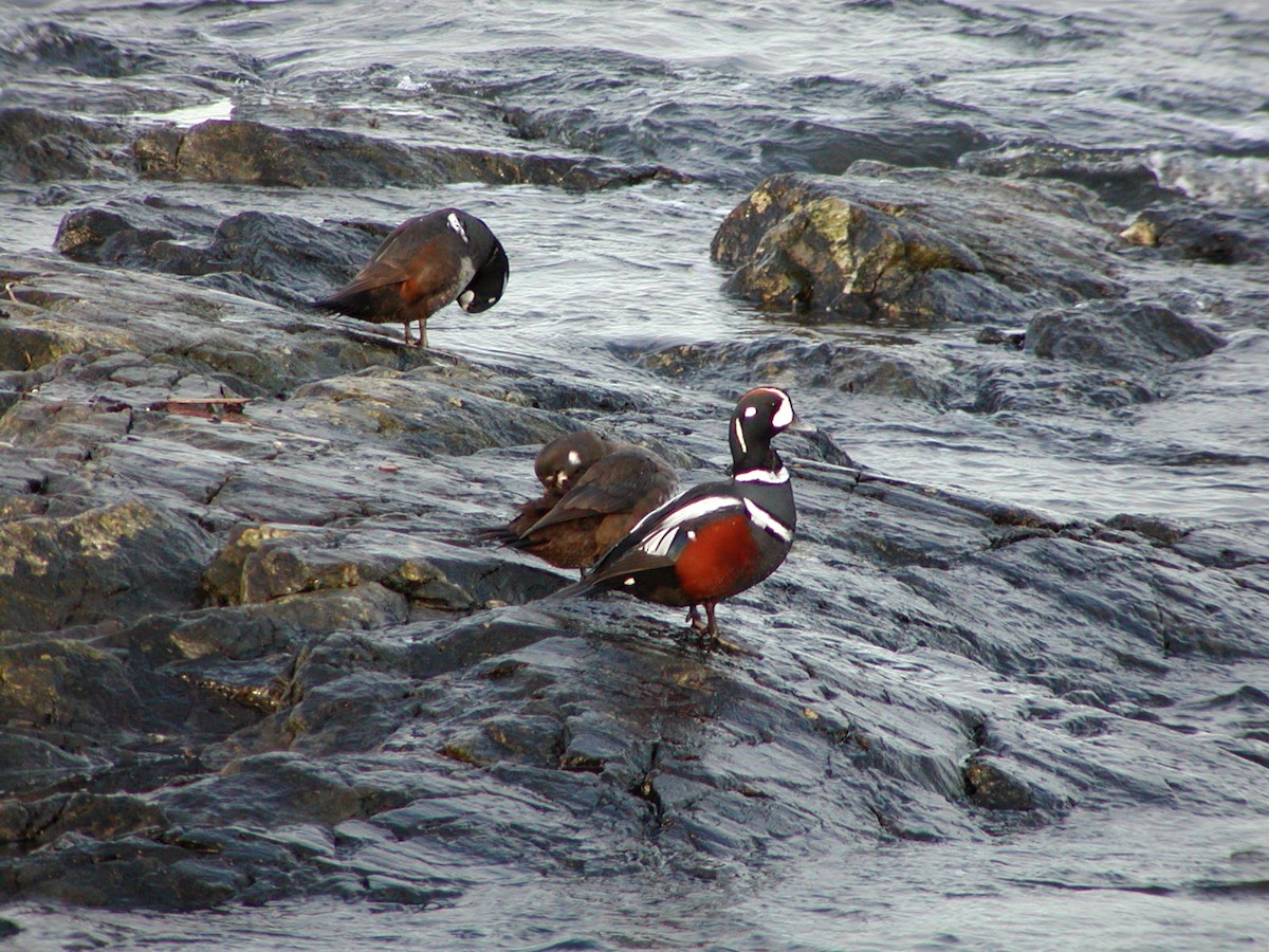 Palyaço Ördeği - ML647659567