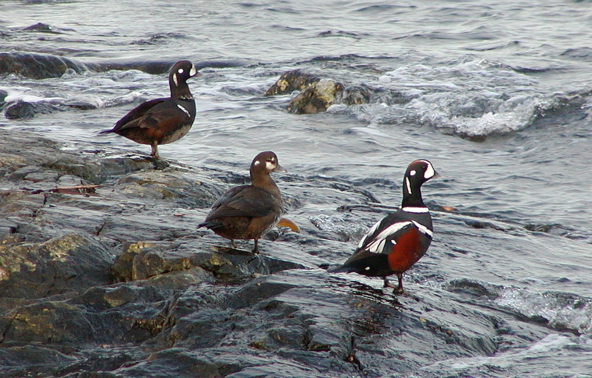 Palyaço Ördeği - ML647659568