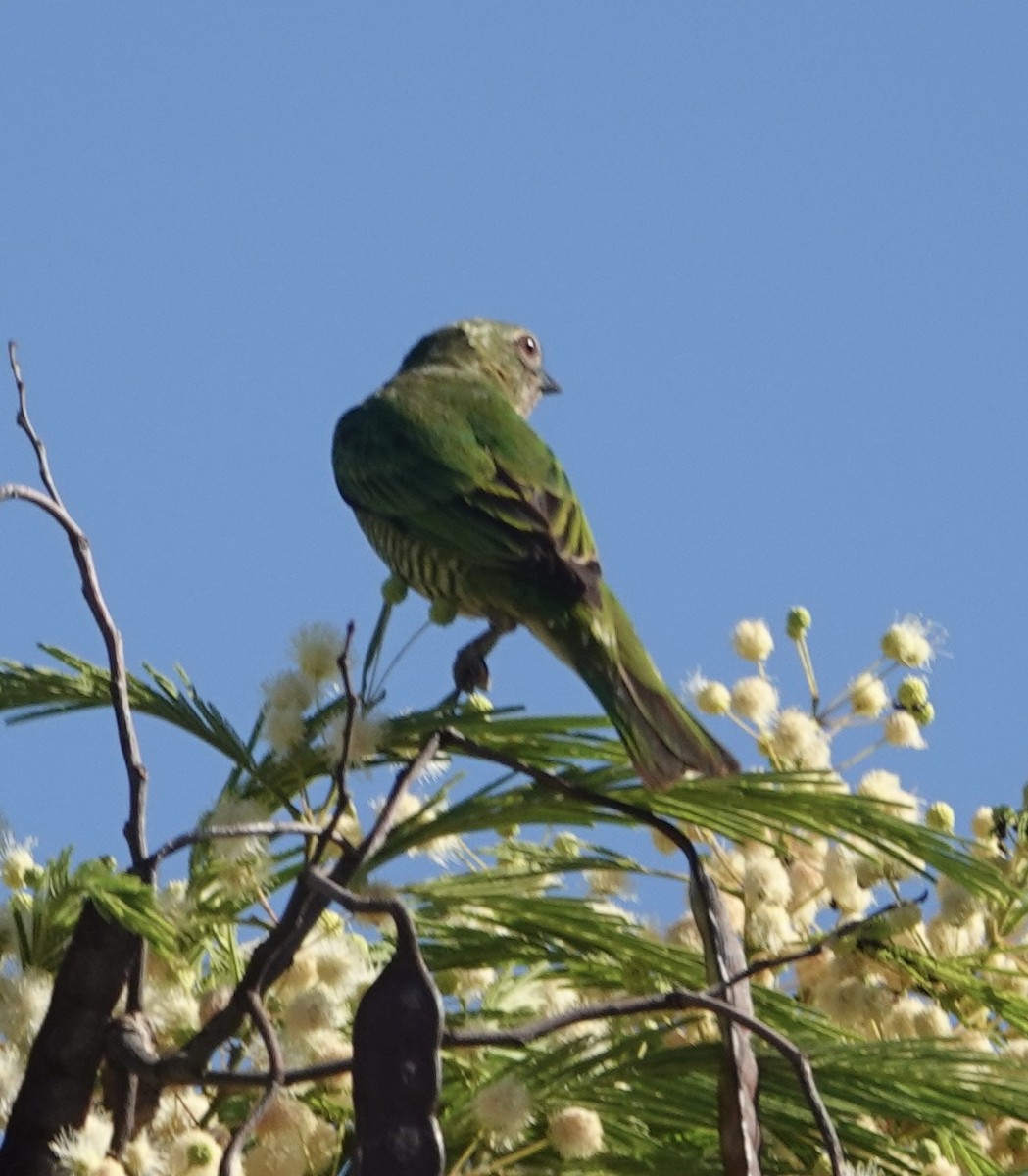 Swallow Tanager - ML647659570