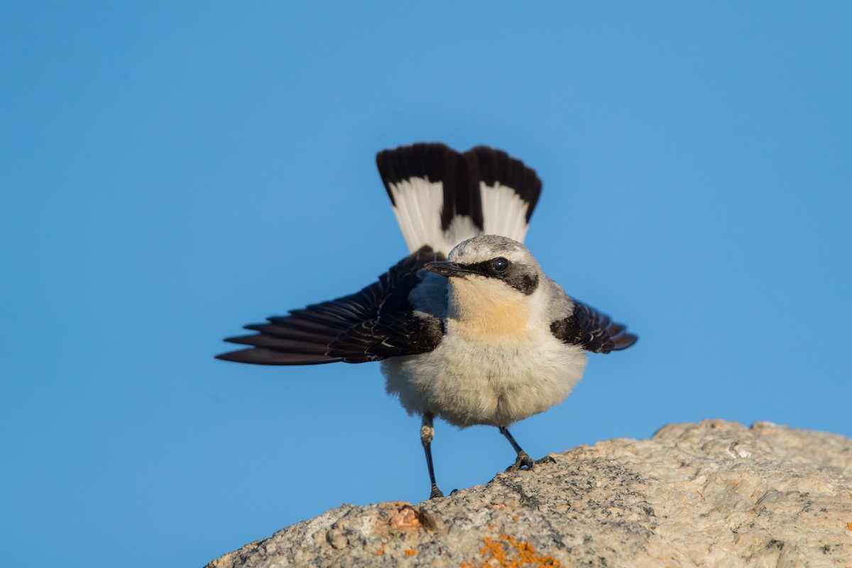 סלעית אירופית - ML647659577