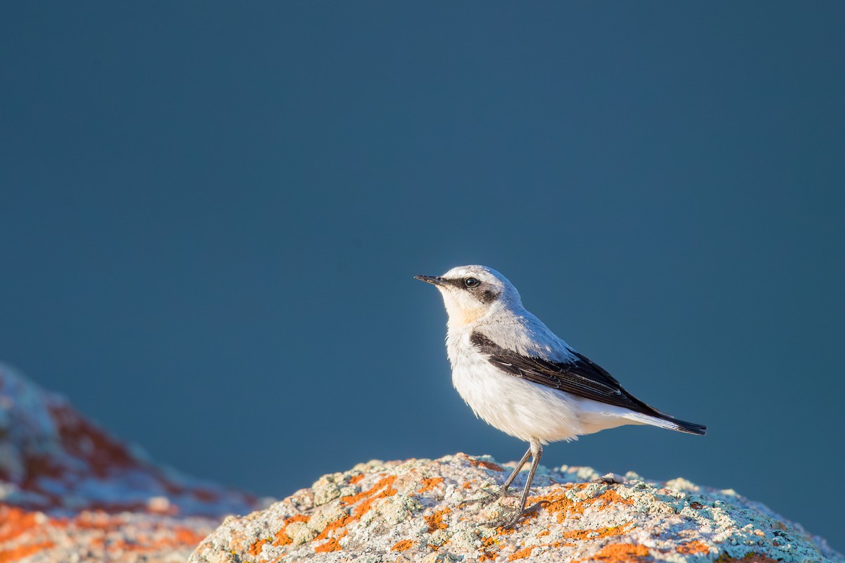 סלעית אירופית - ML647659583