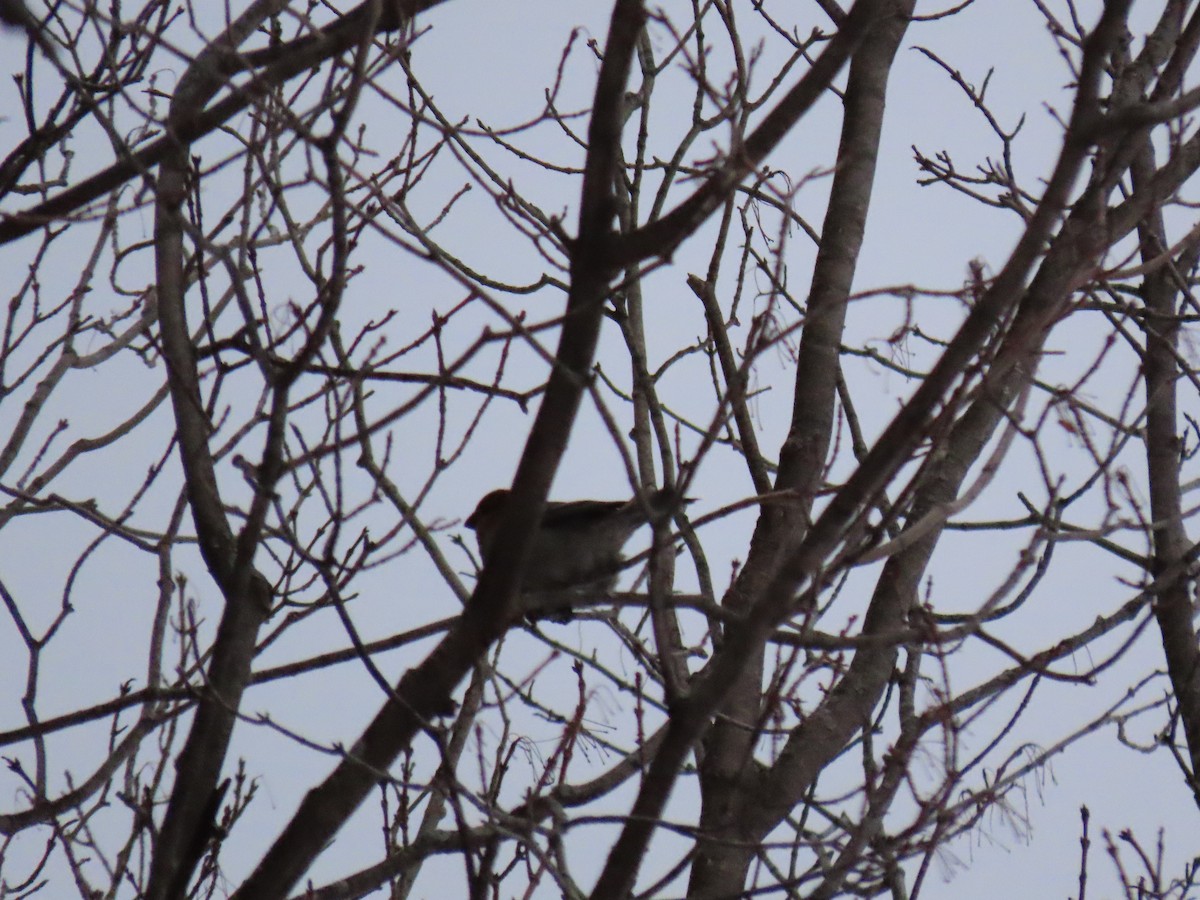 ギンザンマシコ - ML647659585