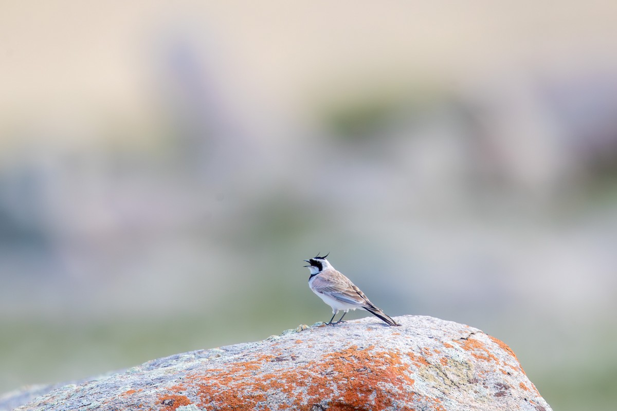 צחיחנית חרמון (מרכז אסיה) - ML647659590