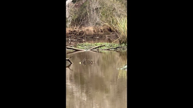 Limpkin - ML647659602