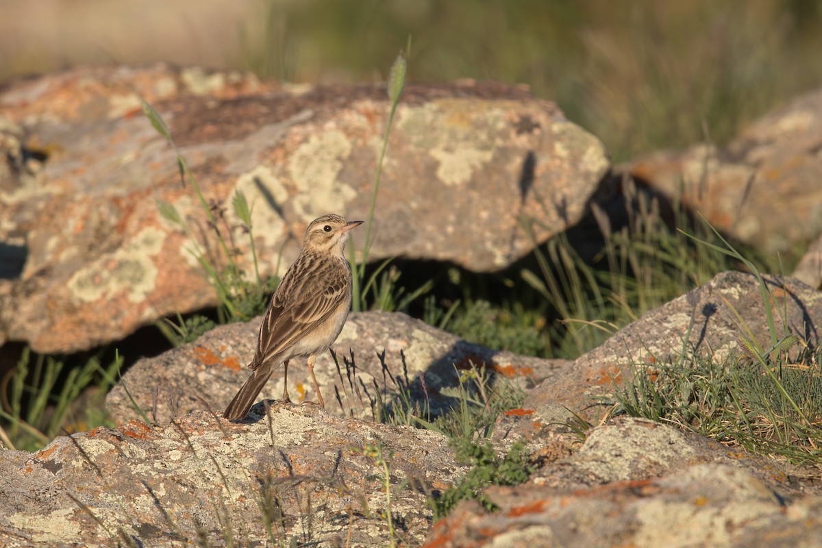פפיון ערבות - ML647659603