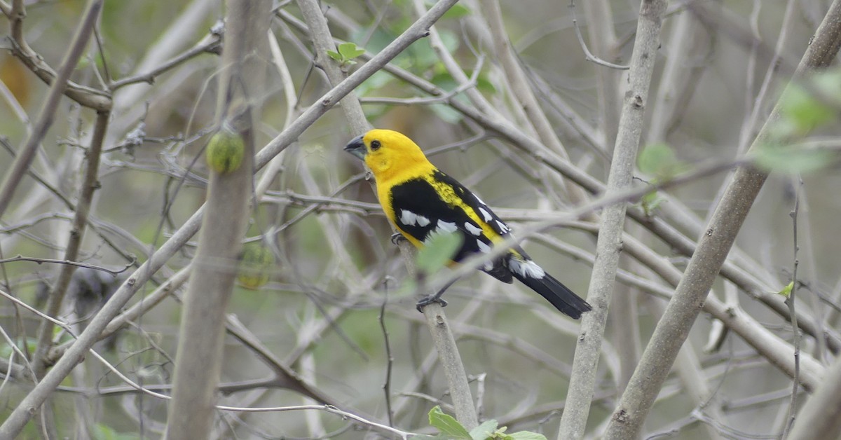 Golden Grosbeak - ML647659618