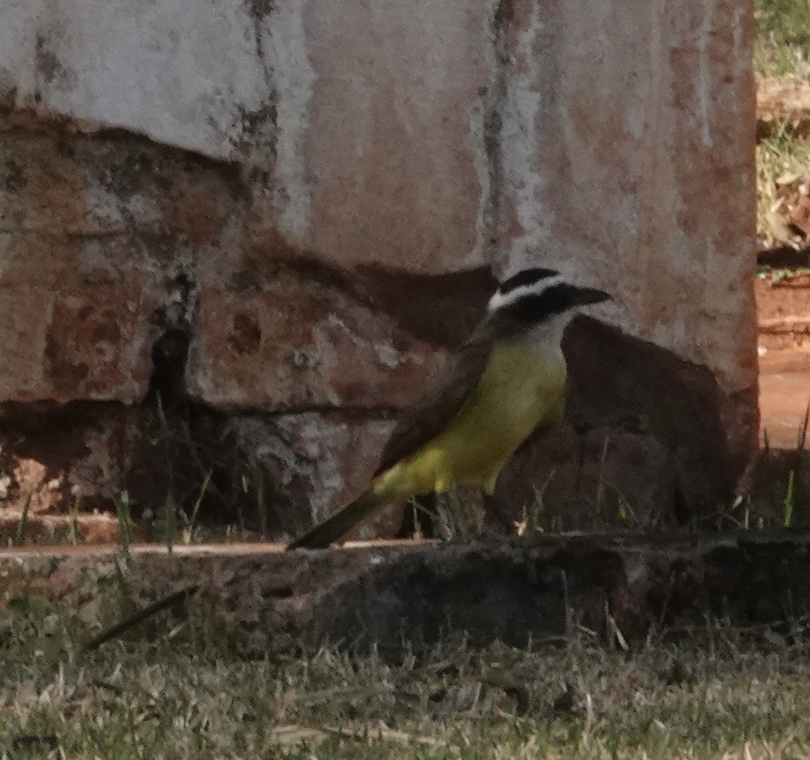 Great Kiskadee - ML647659620