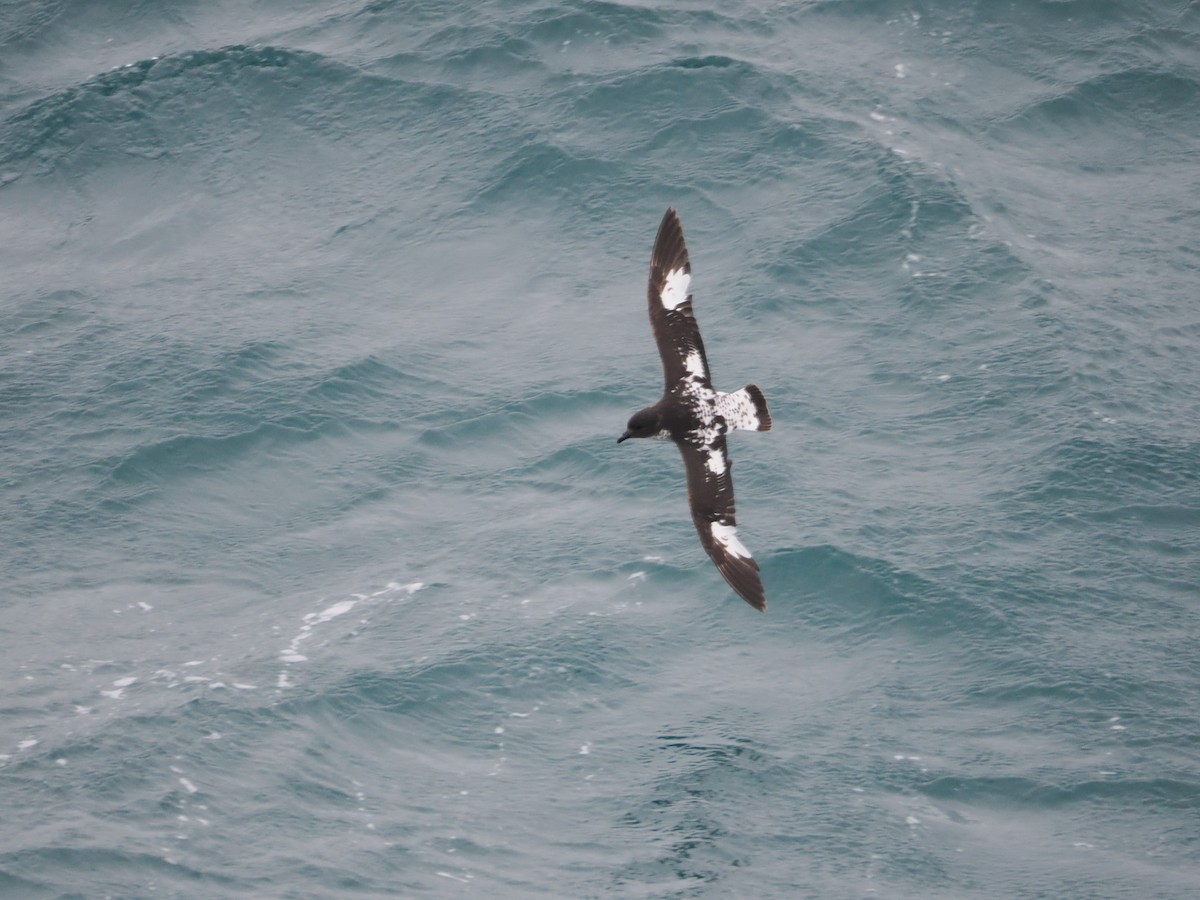 Damier du Cap (australe) - ML647659624