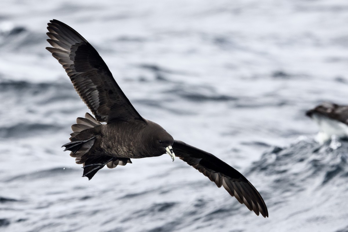 White-chinned Petrel - ML647659625