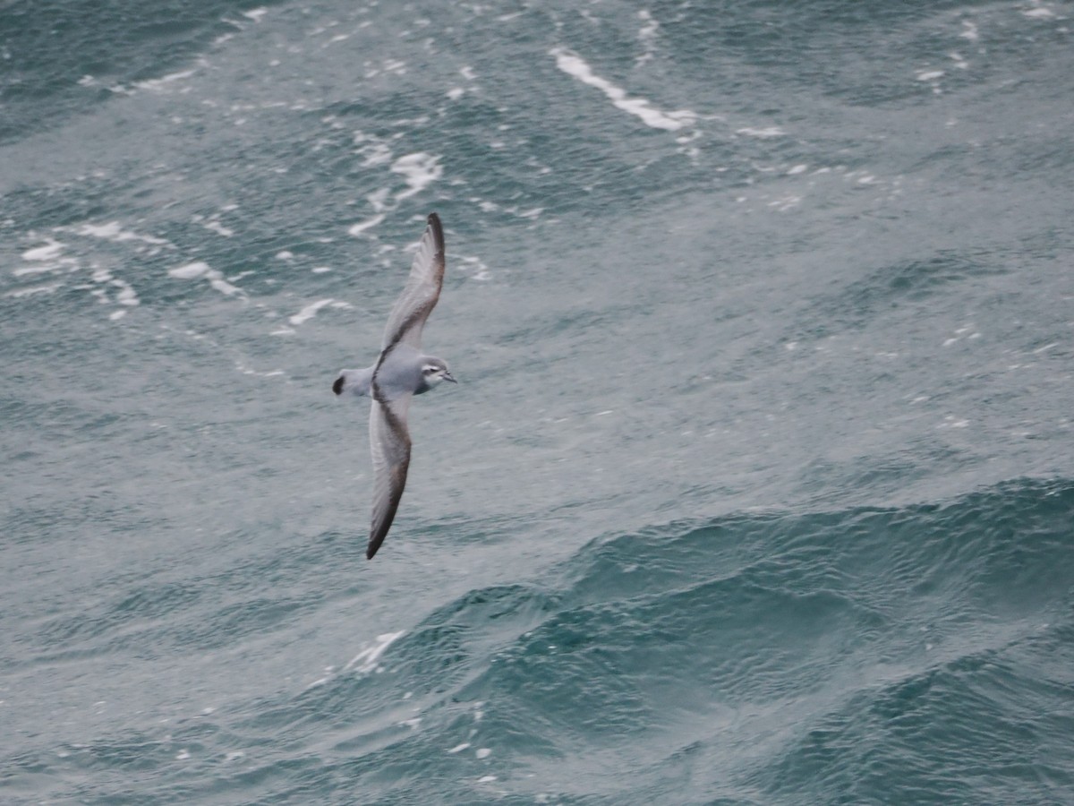 Antarctic Prion - ML647659626