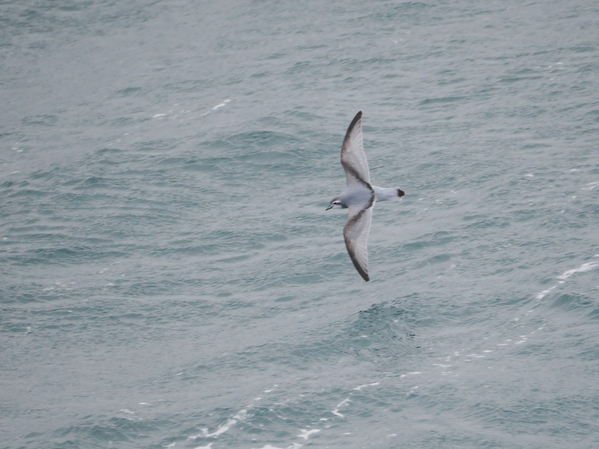 Prion de la Désolation - ML647659631