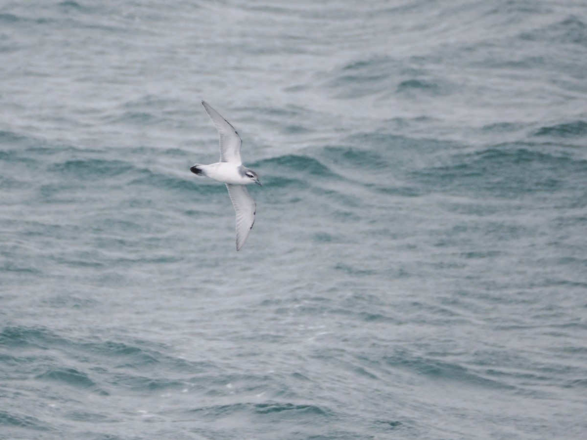 Prion de la Désolation - ML647659636