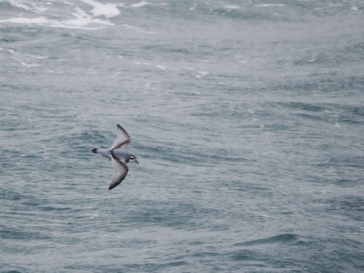 Prion de la Désolation - ML647659640