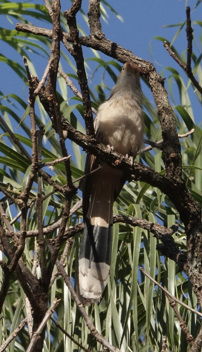 Guira Guguğu - ML647659644