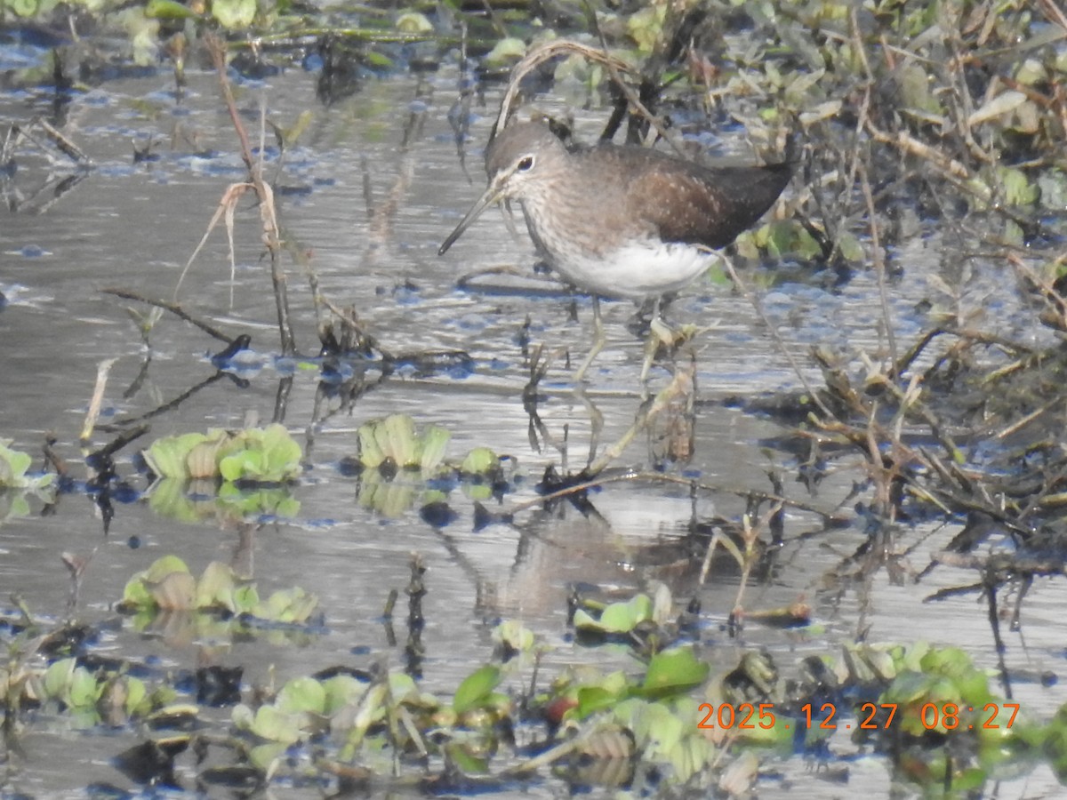 Chevalier cul-blanc - ML647659646