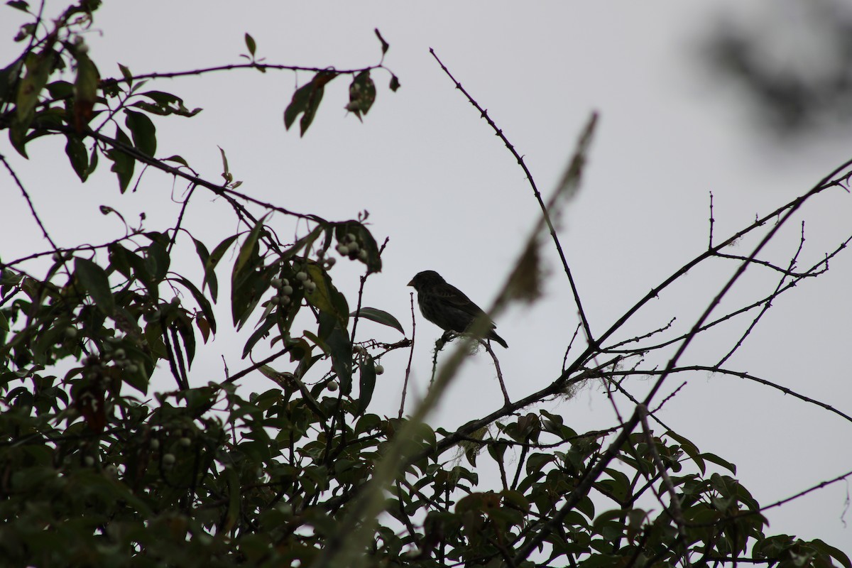 Géospize fuligineux - ML647659647