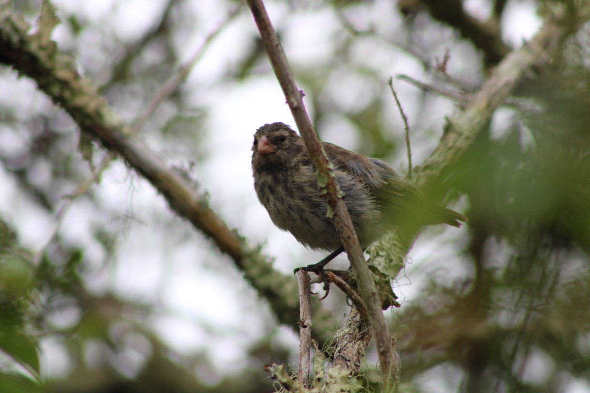 Géospize fuligineux - ML647659648