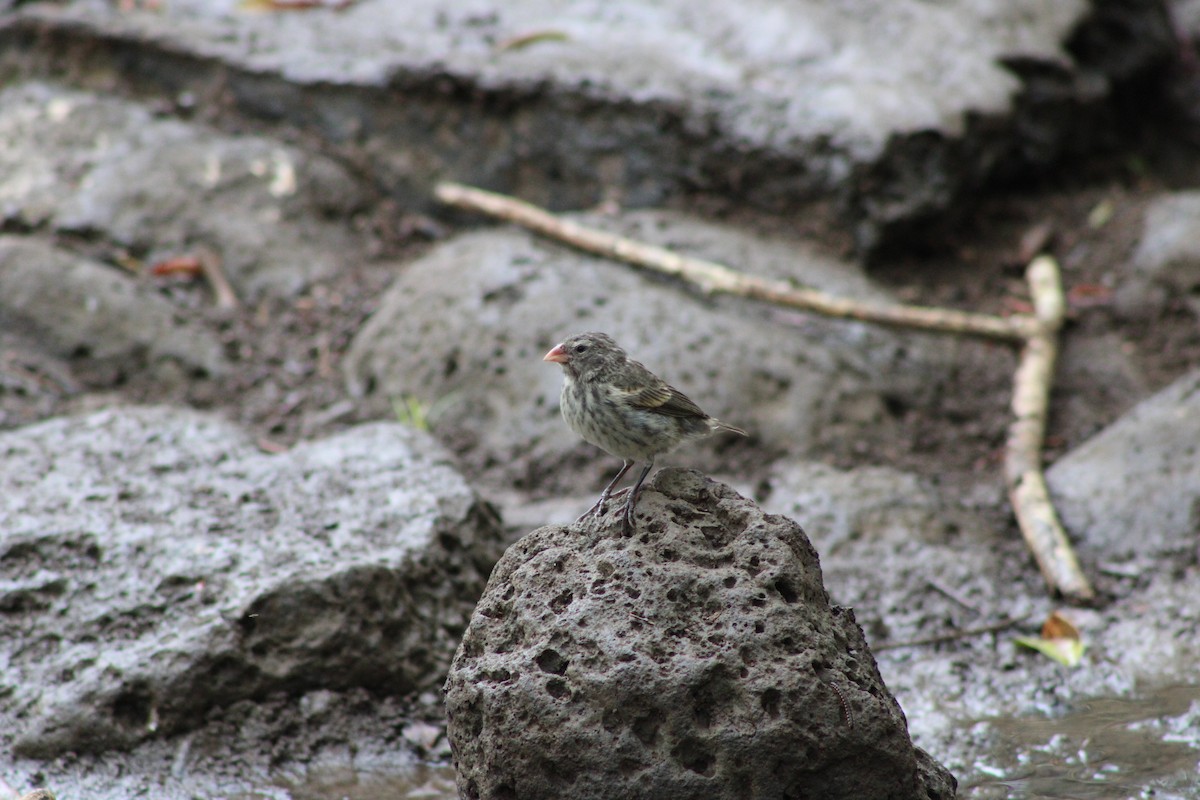 Géospize fuligineux - ML647659649