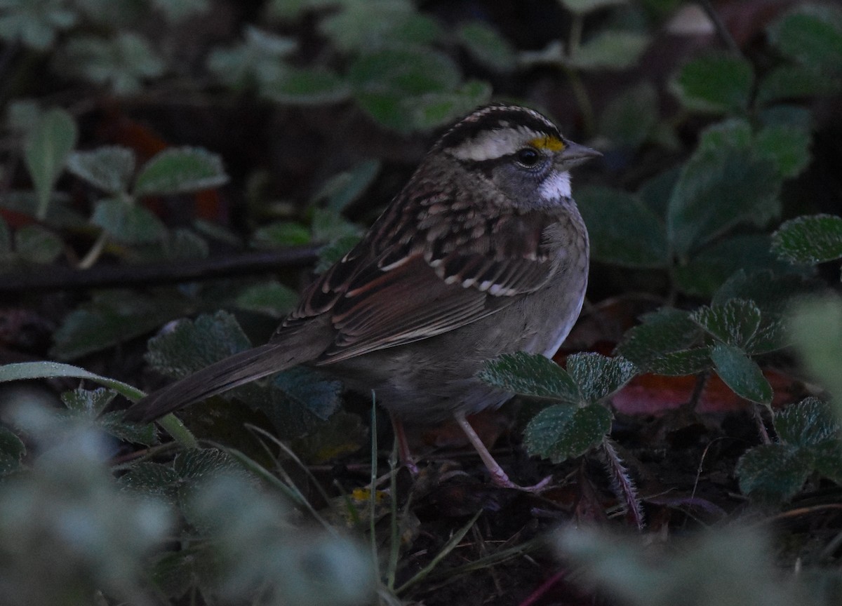 Bruant à gorge blanche - ML647659650