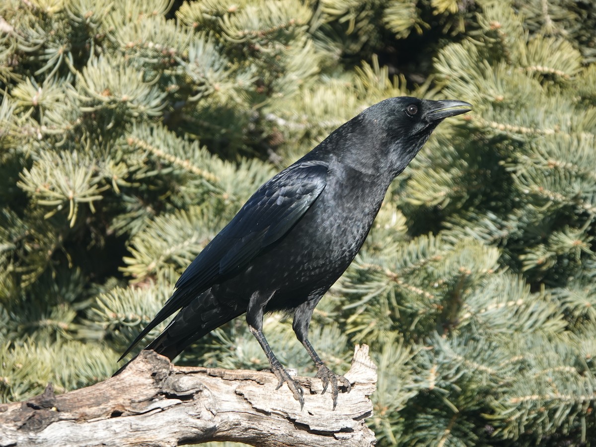 American Crow - ML647659651