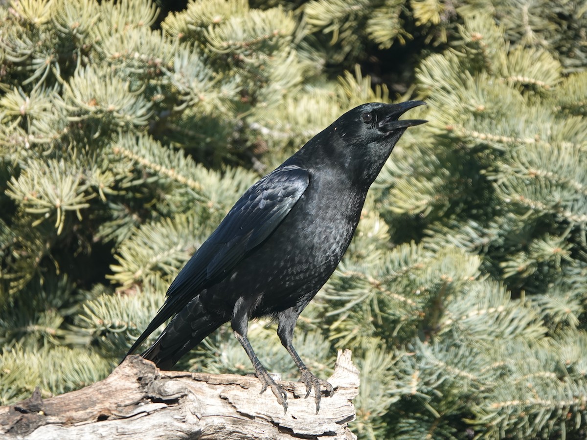 American Crow - ML647659652