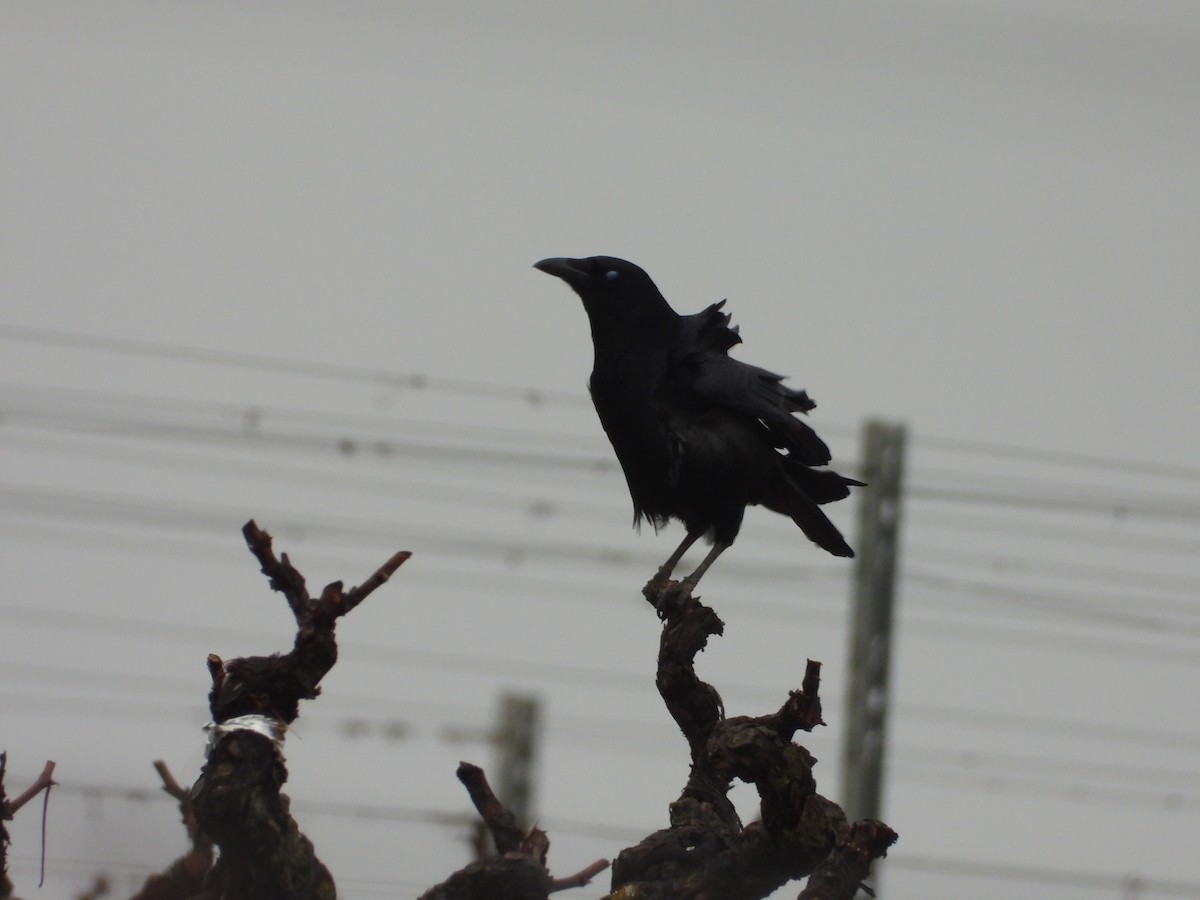 Corneille noire - ML647659655