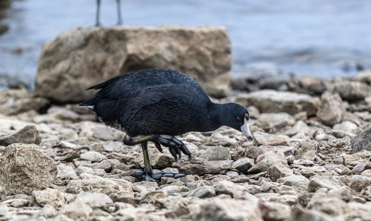 Foulque d'Amérique - ML647659656