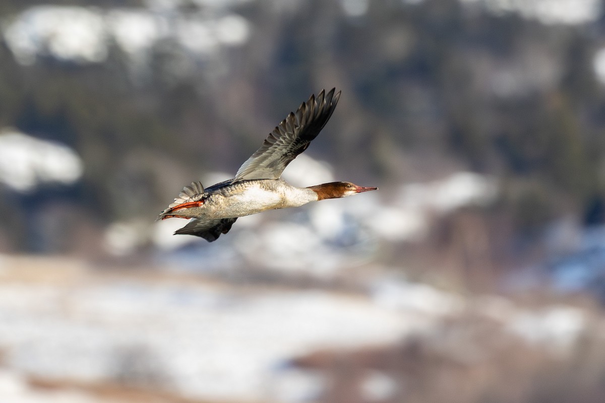 Grand Harle - ML647659657