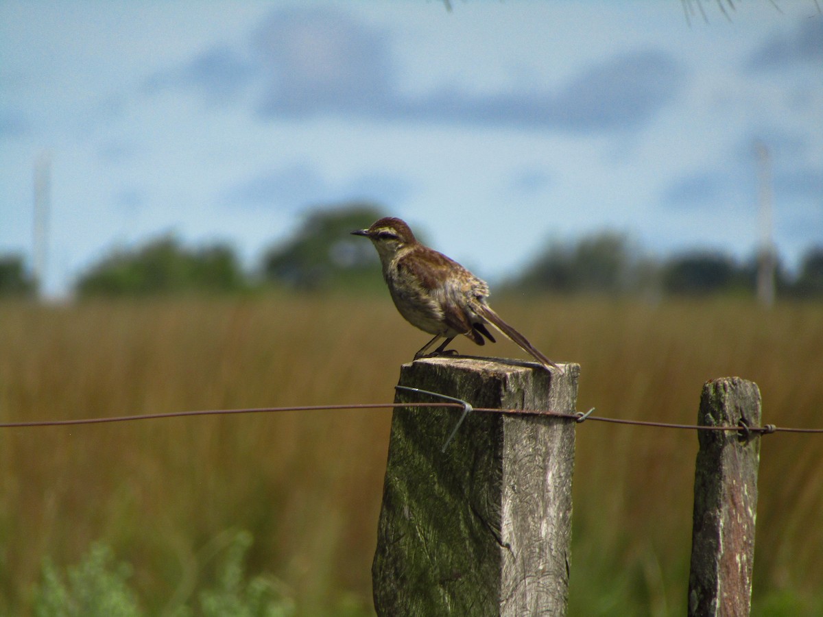 Moqueur plombé - ML647659658