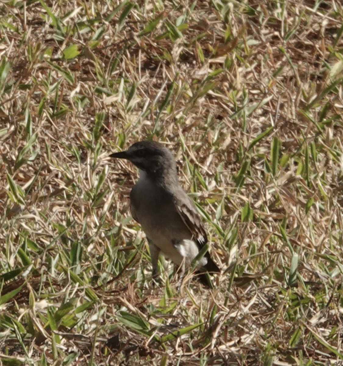 Pépoaza cendré - ML647659659