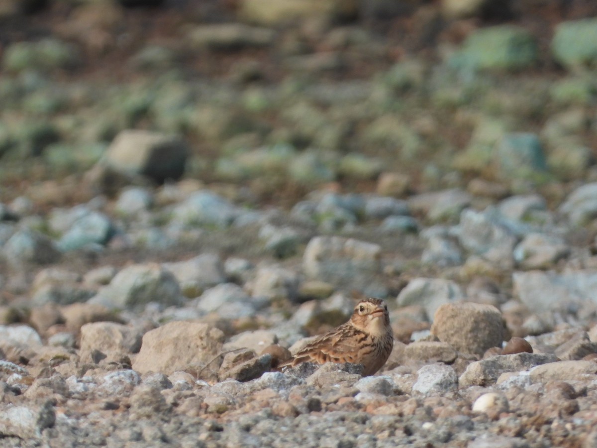 Alouette gulgule - ML647659660