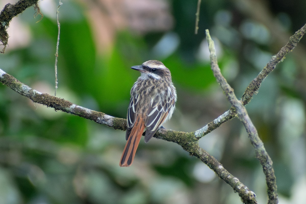 Tyran audacieux (groupe maculatus) - ML647659662