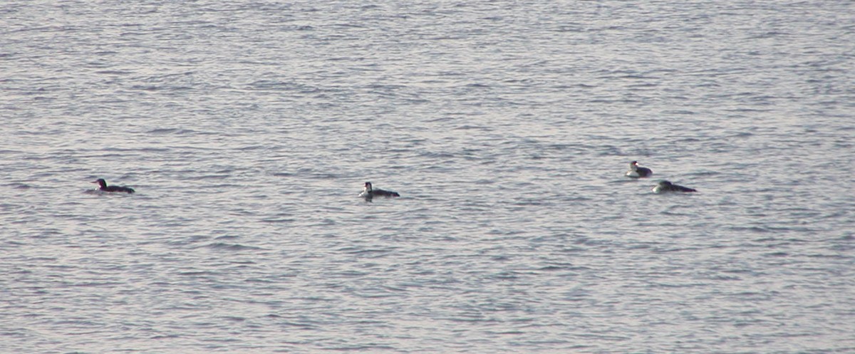 Plongeon du Pacifique - ML647659663