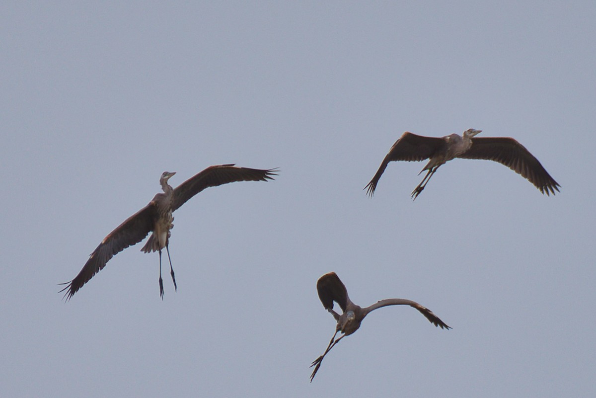 Grand Héron - ML647659665