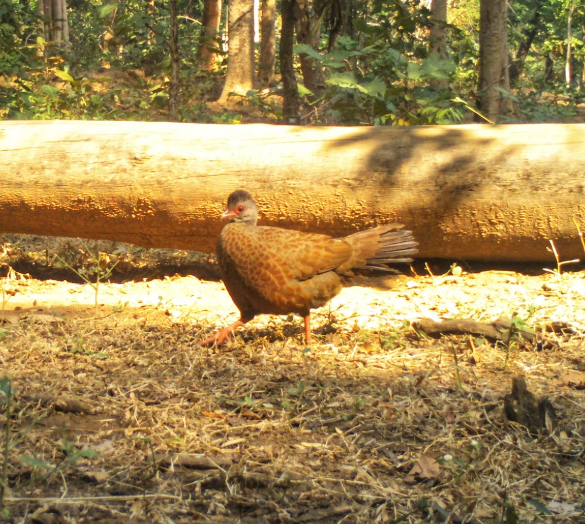 Galloperdrix rouge - ML647659666