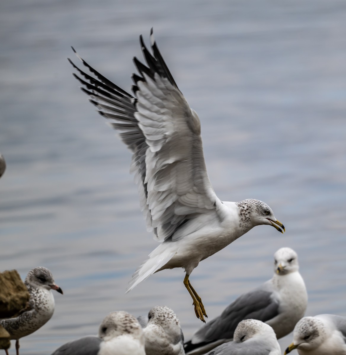 Goéland à bec cerclé - ML647659667
