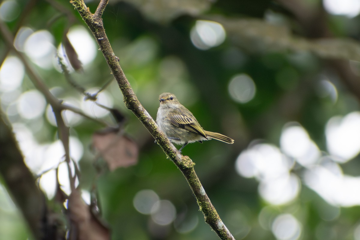 Tyranneau du Choco - ML647659669