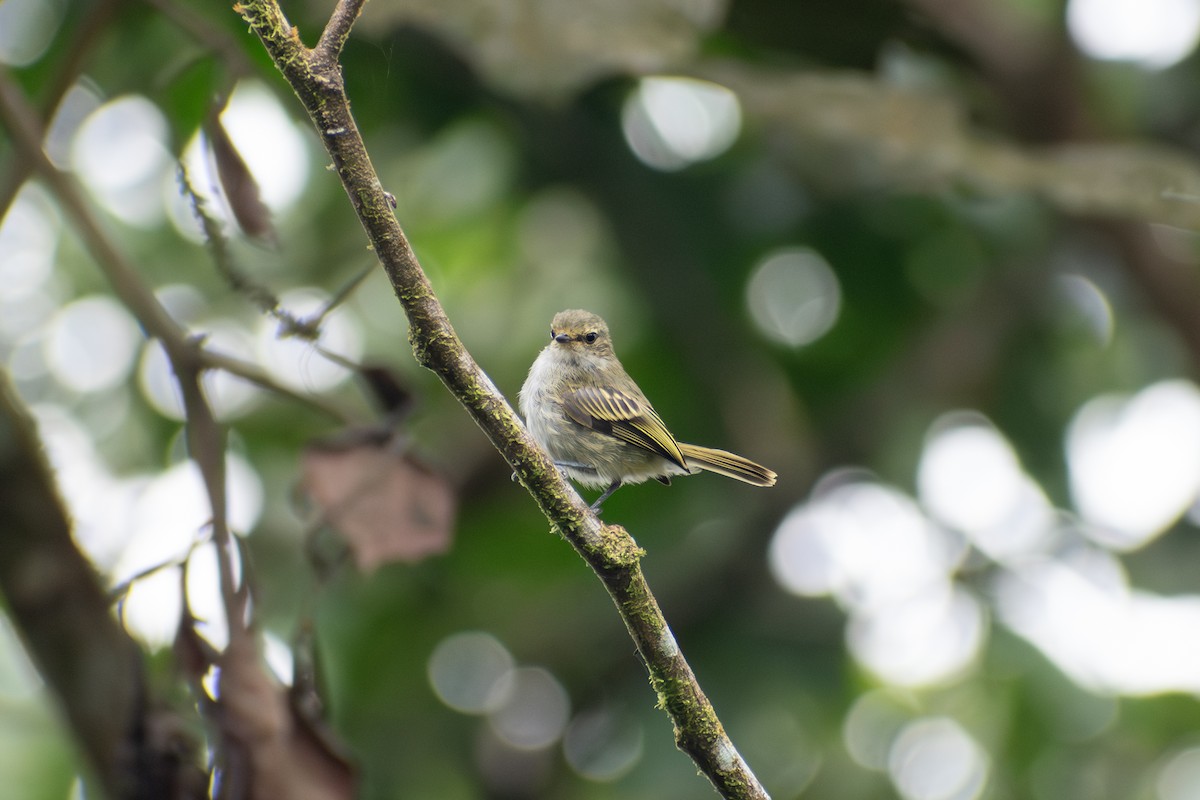 Tyranneau du Choco - ML647659670