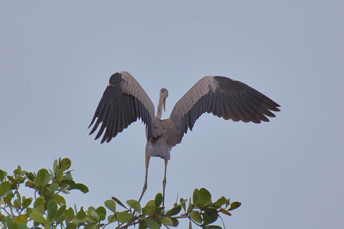 Grand Héron - ML647659674