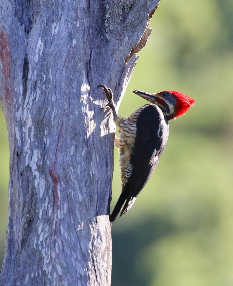 Pic ouentou - ML647659675